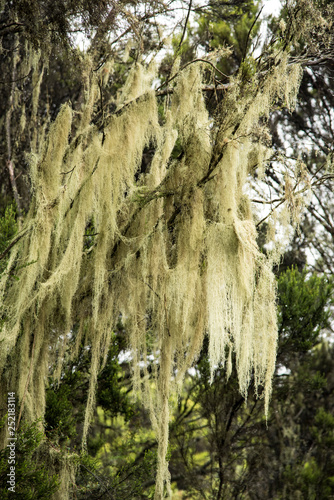 Moss growing on old trees