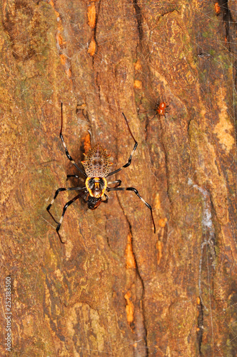 Ornate orb-weaver spider, female and male, Herennia multipuncta, Thane, Maharashtra, India. © RealityImages