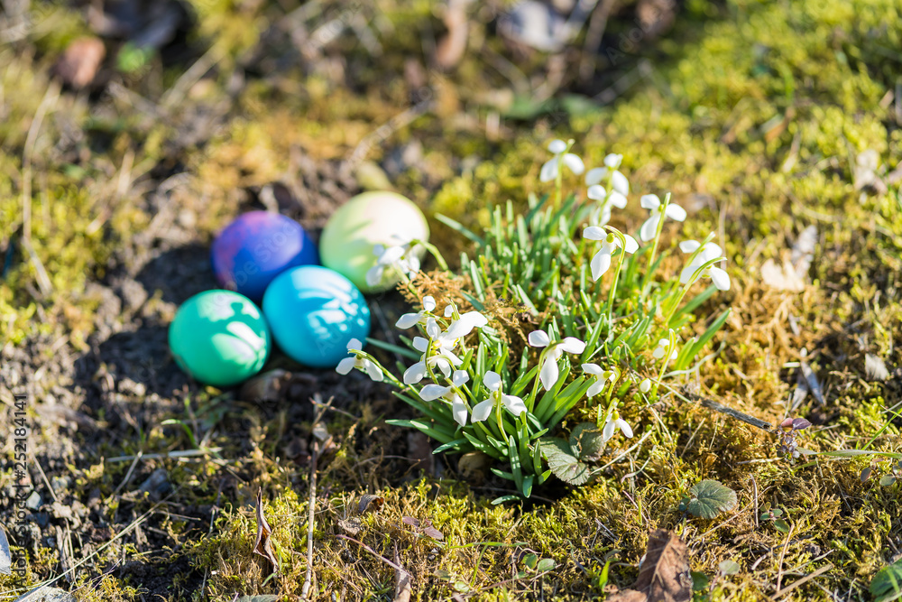 Easter Eggs and Snowdrops, natural surrounding.