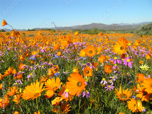 Bloom of flowers in the Namaqualand desert in South Africa
