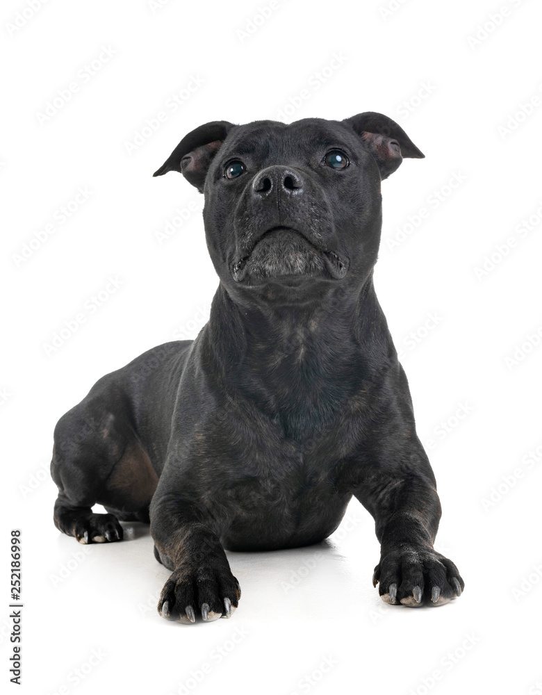staffordshire bull terrier staffordshire bull terrier