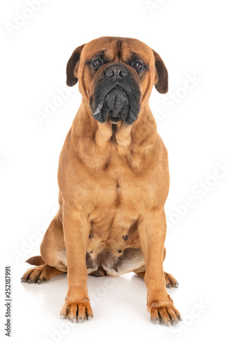 bullmastiff in studio