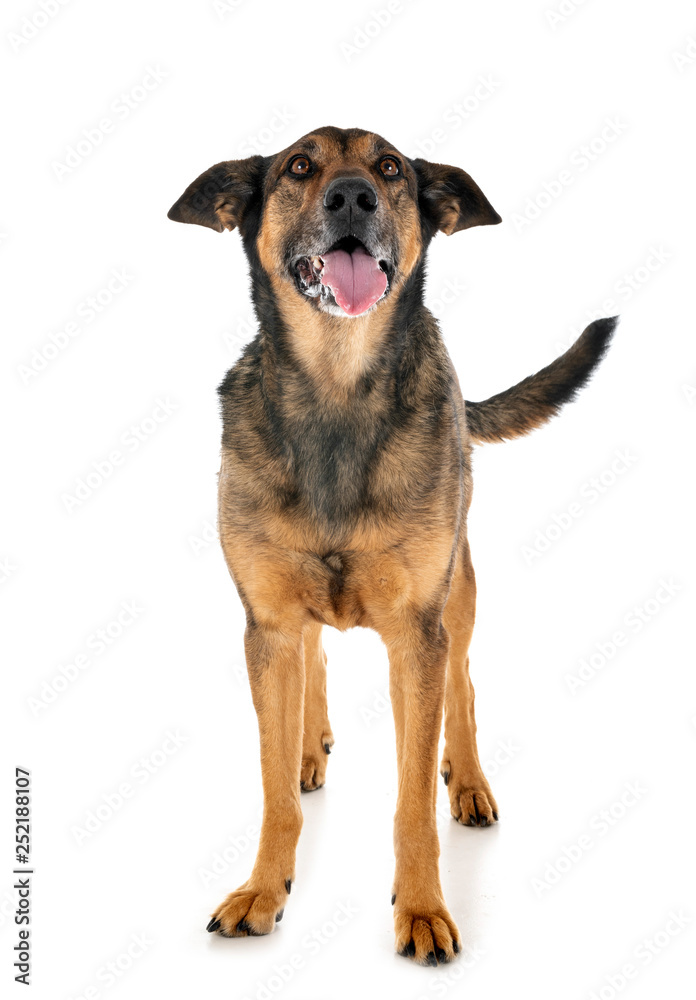 malinois in studio malinois in studio