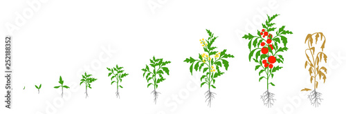Tomato plant. Growth stages vector illustration. Solanum lycopersicum. Ripening period. From sprout to bush with fruits. The life cycle of the tomatoes. Root system. Greenhouses and use fertilizers