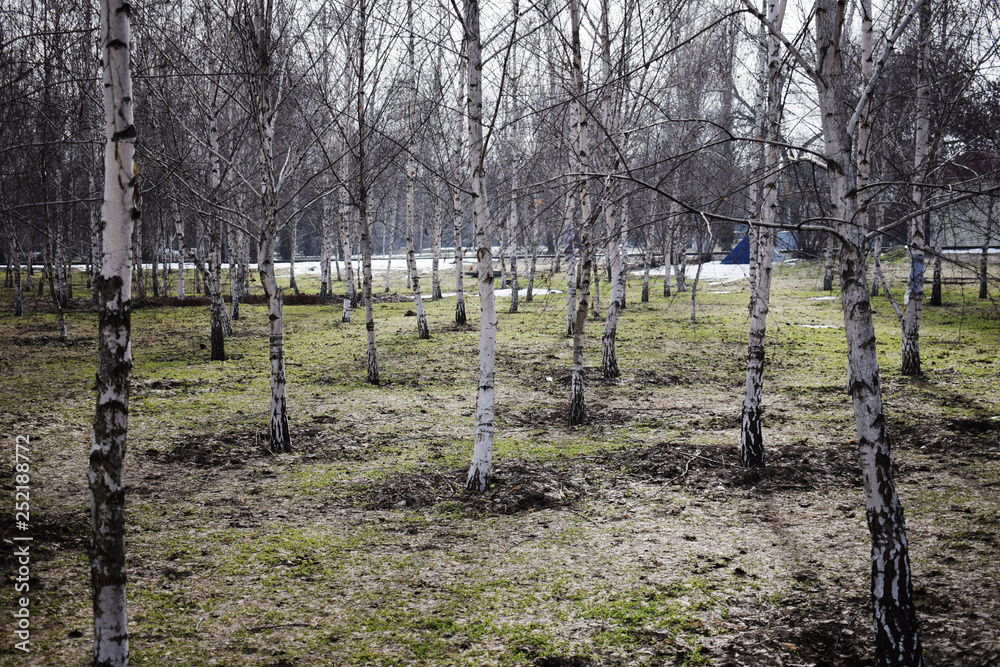 Bare birch trees. A birch tree forest in early spring. Path, forest background Bare birch trees. A birch tree forest in early spring. Path, forest background