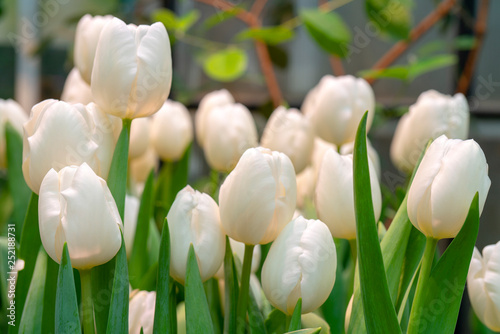 Beautiful white tulips. The beginning of the spring holidays. Background for greeting cards.