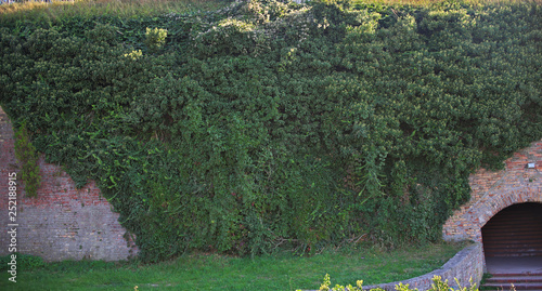 Huge climbing plant completely covering big fortress wall