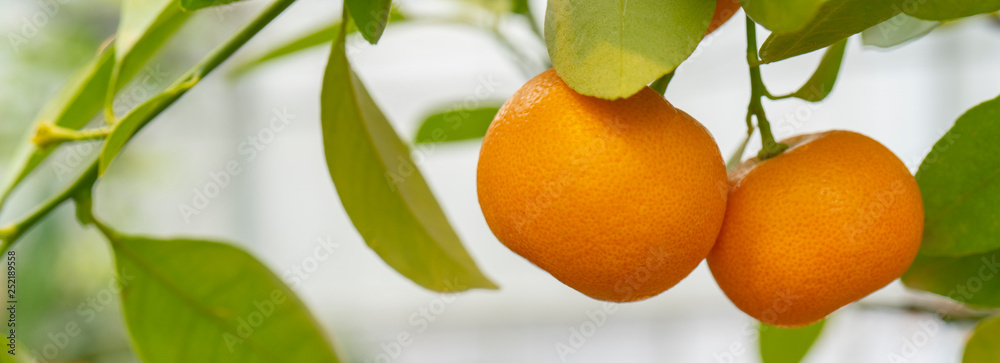 Ripe orange tangerines on a branch. Ripe orange tangerines on a branch.
