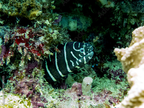 Zebra Moray Eel Hidden in Coral Reef - Borneo, Malaysia photo