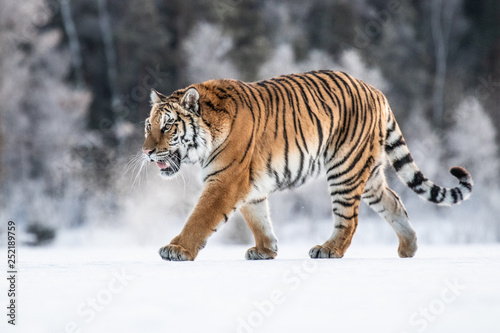 Siberian Tiger on snow. Beautiful  dynamic and powerful photo of this majestic animal. Set in environment typical for this amazing animal. Winter freeze  birches and meadows. 