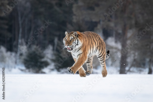 Siberian Tiger on snow. Beautiful, dynamic and powerful photo of this majestic animal. Set in environment typical for this amazing animal. Winter freeze, birches and meadows.  © janstria
