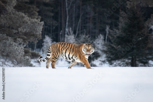 Siberian Tiger on snow. Beautiful, dynamic and powerful photo of this majestic animal. Set in environment typical for this amazing animal. Winter freeze, birches and meadows. 