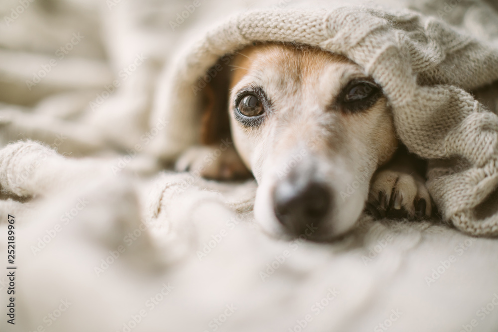 Dreamy thoughtful relaxed sad dog look under the blanket. Lovely cute dog face. - obrazy, fototapety, plakaty 