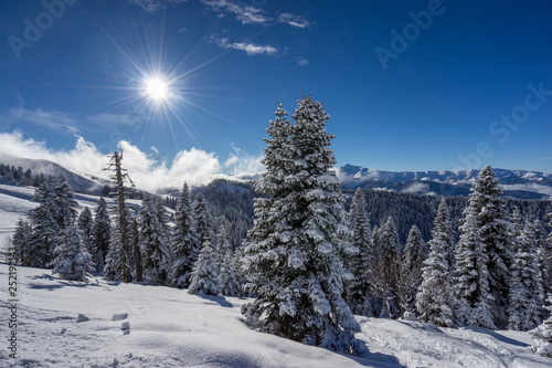 Amazing landscape with pine trees covered with snow on background blue sky after snowfall on ski resort of the Caucasus mountains