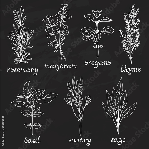 Hand drawn vector collection of herbs: rosemary, marjoram, oregano, basil, sage, savory, thyme on chalkboard background