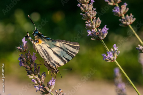 Papilio machaon butterfly on lavender angustifolia, lavandula