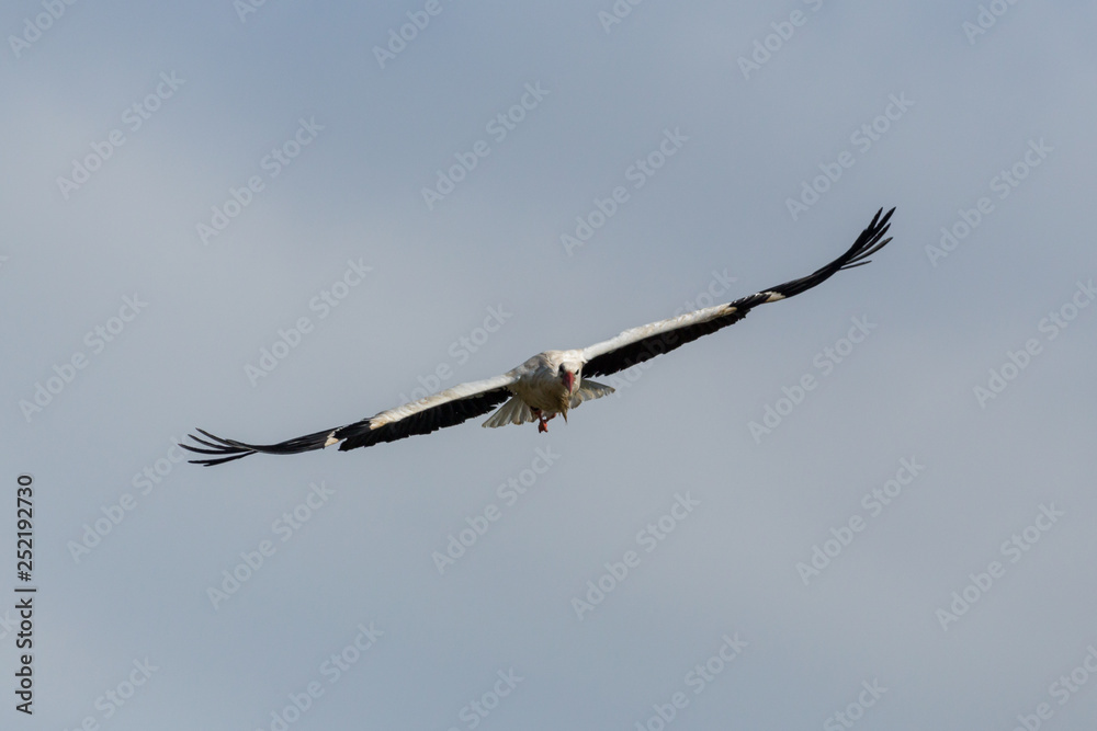 front view flying white stork (ciconia ciconia), spread wings front view flying white stork (ciconia ciconia), spread wings