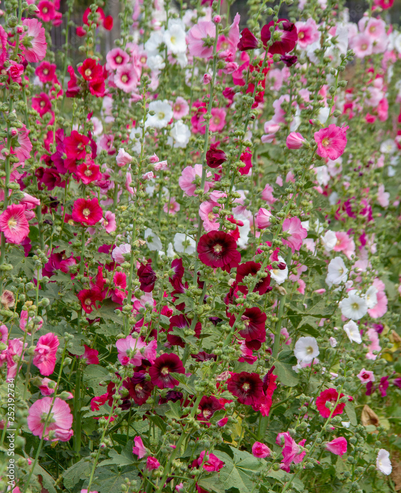 Cluster of colorful Hollyhocks
