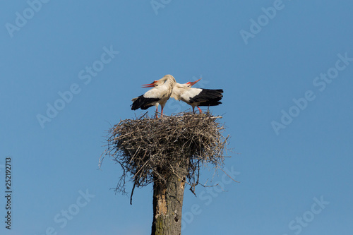 Photography two white stork (ciconia ciconia) in aerie with bended necks, blue sky