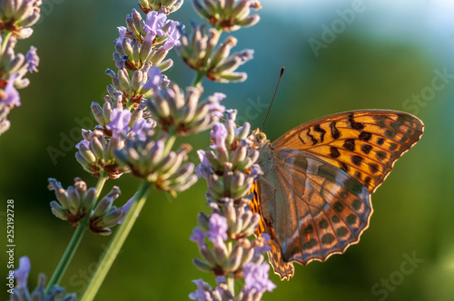Argynnis paphia butterfly on lavender angustifolia, lavandula