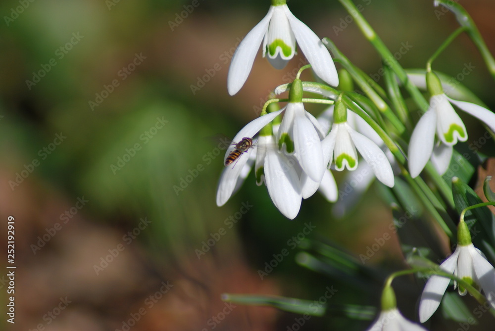 Schneeglöckchen (Galanthus) mit Schwebfliege Schneeglöckchen (Galanthus) mit Schwebfliege
