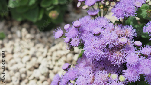 Floss flower close up in garden at hokkaido japan. photo