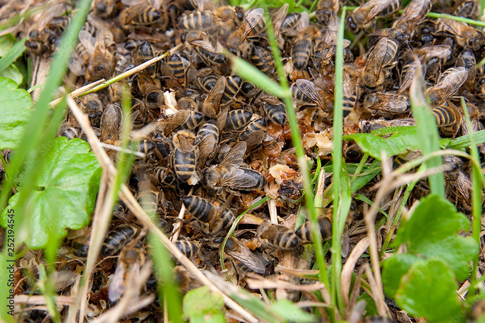 Bees and wasp swarming on honey drops in green grass..