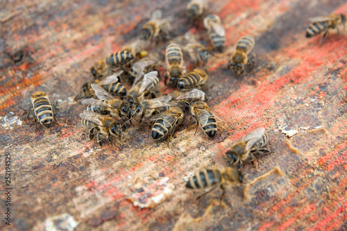 Bees swarming on vintage textile background..