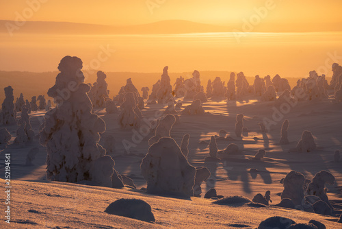 Riisitunturi national park at golden sunrise with silhouette of snow packed trees near Kuusamo in Posio, Finland photo