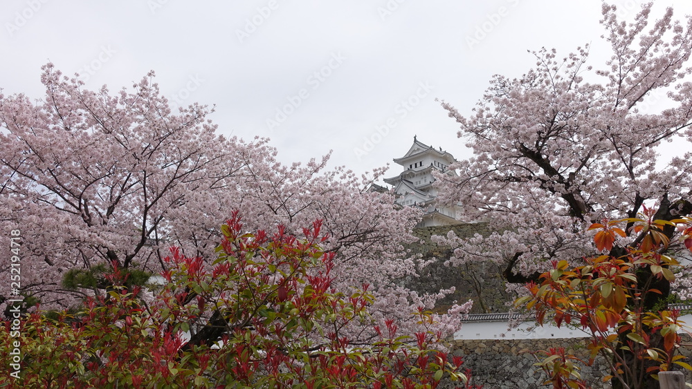 Naklejka premium full bloom at himeji