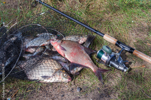 Big freshwater common bream fish and fishing rod with reel on landing net.