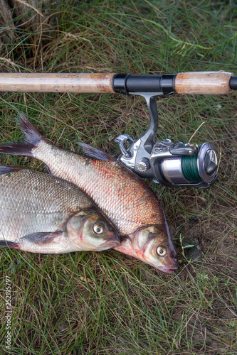 Two big freshwater common bream fish and fishing rod with reel on natural background..