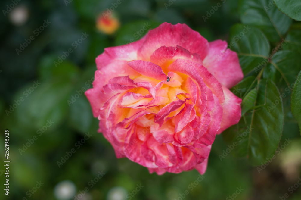 rosa pullman orient express in piena fioritura con un piccolo insetto nero sui suoi petali