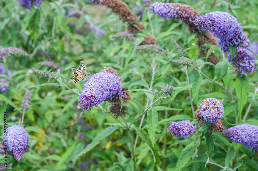 farfalle che giocano su pannocchie profumate di miele di buddleja davidii viola farfalle che giocano su pannocchie profumate di miele di buddleja davidii viola