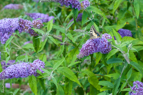 farfalle che giocano su pannocchie profumate di miele di buddleja davidii viola photo