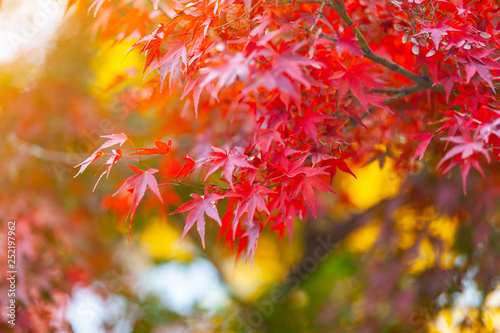 Autumn leaves a beautiful colorful tree.