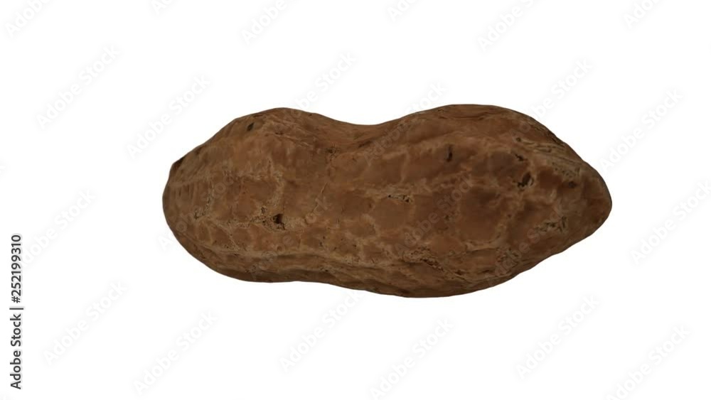 Realistic render of a rotating peanut pod on white background. The video is seamlessly looping, and the object is 3D scanned from a real peanut. Realistic render of a rotating peanut pod on white background. The video is seamlessly looping, and the object is 3D scanned from a real peanut.