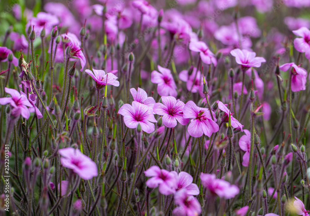Matthiola maderensis is a flowering plant species of stock in the Brassicaceae family, native and endemic to the Madeira Islands Matthiola maderensis is a flowering plant species of stock in the Brassicaceae family, native and endemic to the Madeira Islands