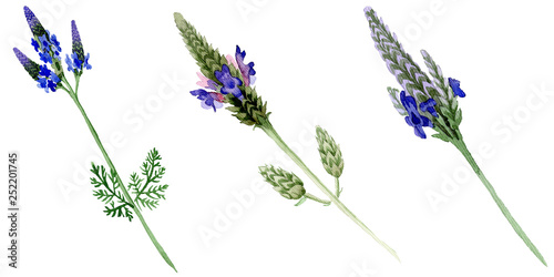 Fototapeta Naklejka Na Ścianę i Meble -  Blue violet lavender floral flower. Watercolor background illustration set. Isolated lavandula illustration element.