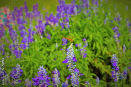 lavender flower