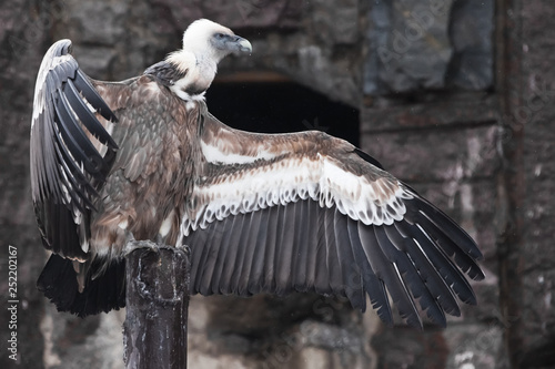 Griffon Vulture sits beautifully, spreading its huge wings with long feathers, scavenger bird, the wings look like a gesture by a hitchhiker or a sign will stop and come in. photo