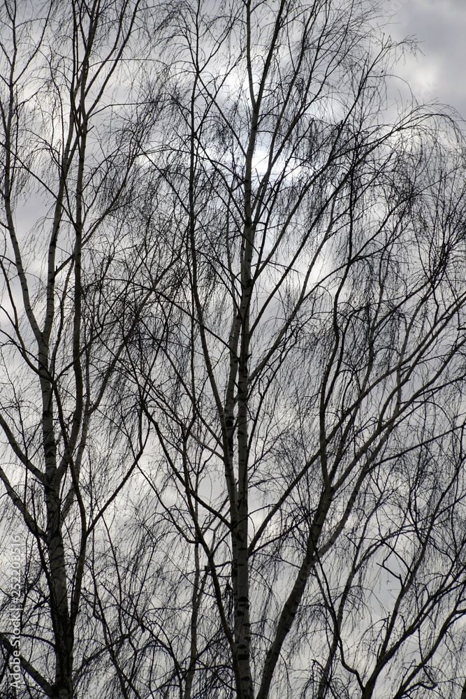 Birch in winter. Motley clouds hide the sun Birch in winter. Motley clouds hide the sun