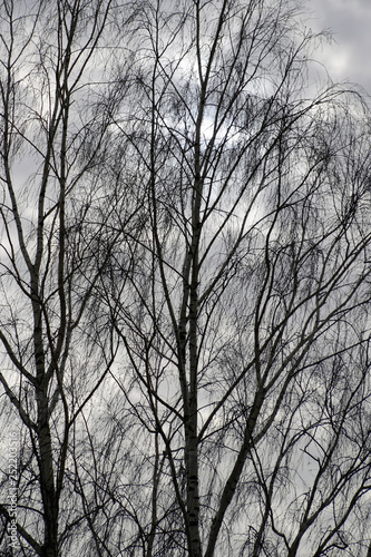 Birch in winter. Motley clouds hide the sun