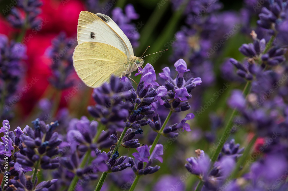 Leptidea sinapis butterfly on lavender angustifolia, lavandula in sunlight