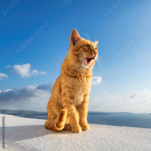 Beautiful red cat yawning against the sea with blue sky at sunset in Santorini, Greece