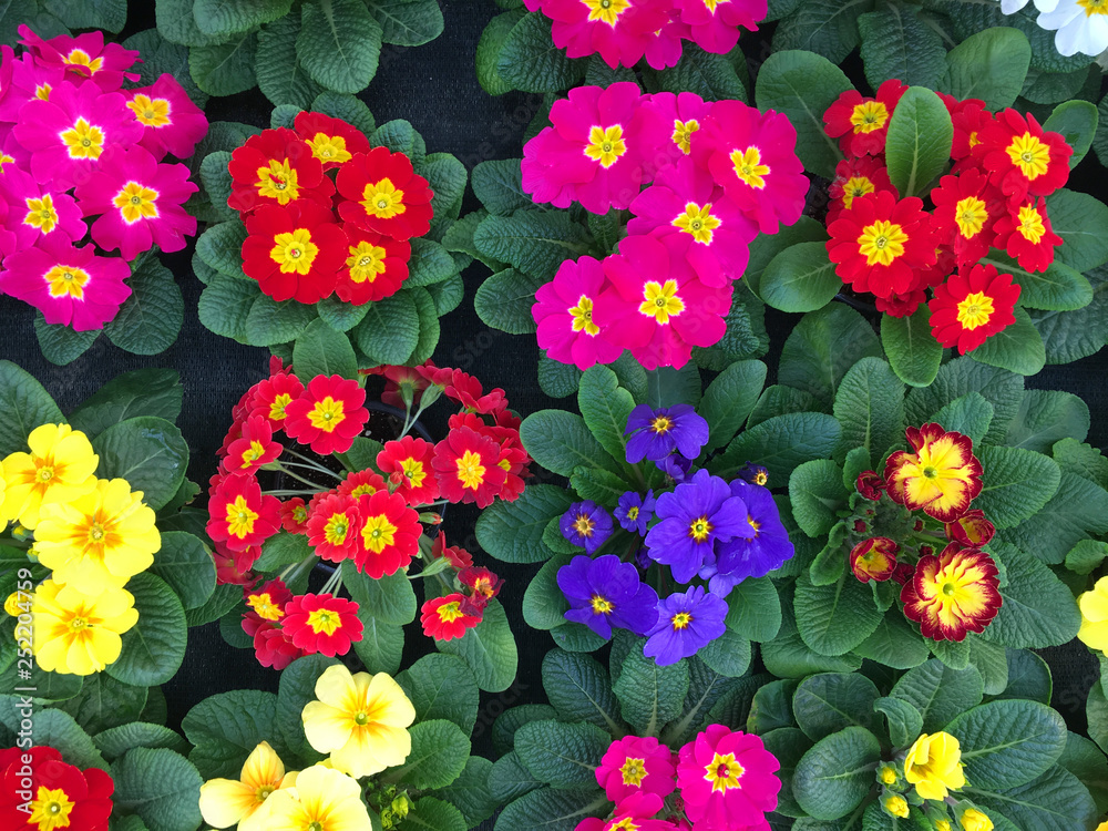 Colorful and lush Petunia flowers Colorful and lush Petunia flowers
