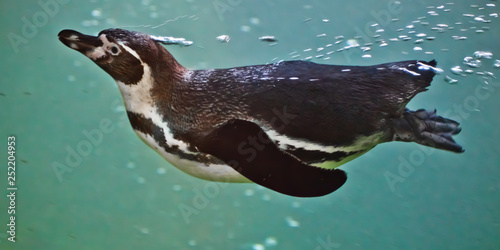 Slender penguin swims in turquoise water, with bubbles. underwater