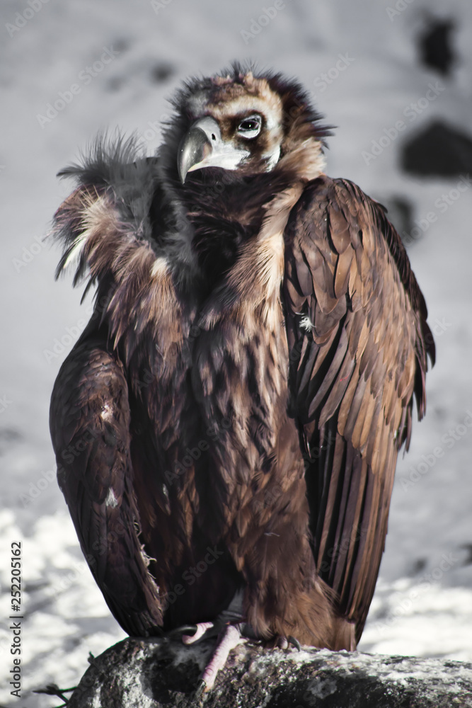 Fototapeta premium scornful look bird vulture sits on a stone against the background of snow