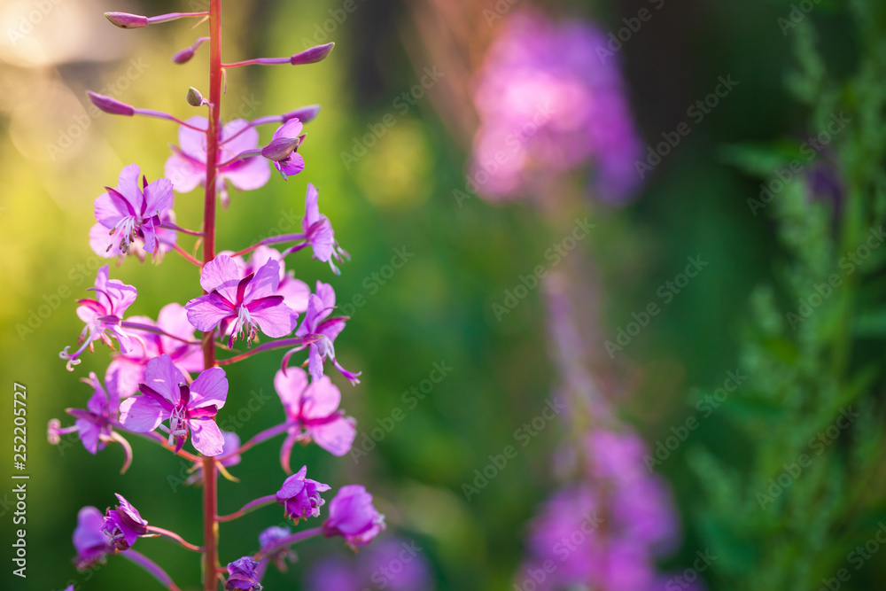 Obraz premium Bright flowers closeup at summer day