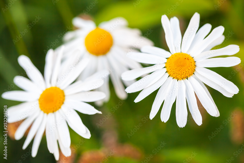 Fototapeta premium White daisies close up photo